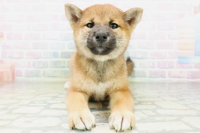 柴犬