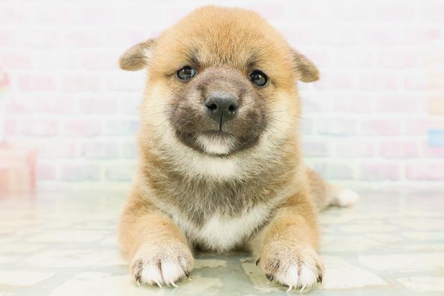 柴犬