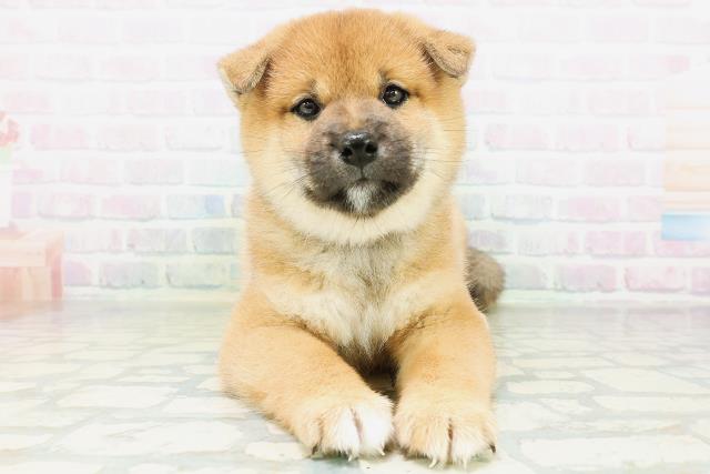 柴犬