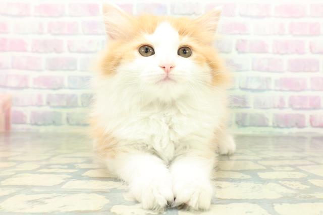 東京都のサイベリアン (Coo&RIKU八王子西店/2026年8月8日生まれ/女の子/レッドタビーホワイト)の子猫の1枚目の画像