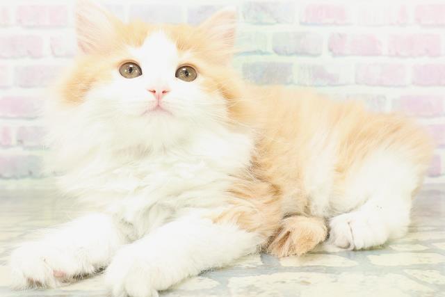 東京都のサイベリアン (Coo&RIKU八王子西店/2026年8月8日生まれ/女の子/レッドタビーホワイト)の子猫の2枚目の画像