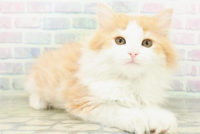 東京都のサイベリアン (Coo&RIKU八王子西店/2026年8月8日生まれ/女の子/レッドタビーホワイト)の子猫の3枚目の画像