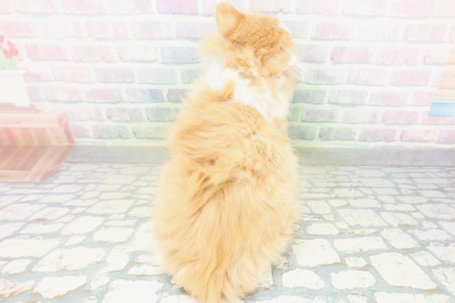 東京都のサイベリアン (Coo&RIKU八王子西店/2026年8月8日生まれ/女の子/レッドタビーホワイト)の子猫の4枚目の画像