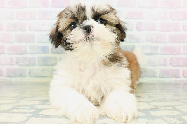 東京都のシーズー (Coo&RIKU赤坂店/2026年8月11日生まれ/男の子/ホワイトゴールド)の子犬の1枚目の画像