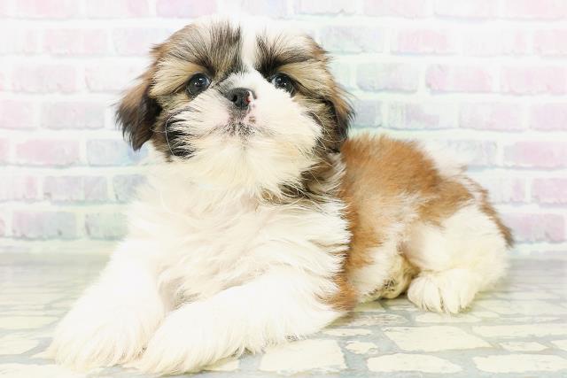 東京都のシーズー (Coo&RIKU赤坂店/2026年8月11日生まれ/男の子/ホワイトゴールド)の子犬の2枚目の画像