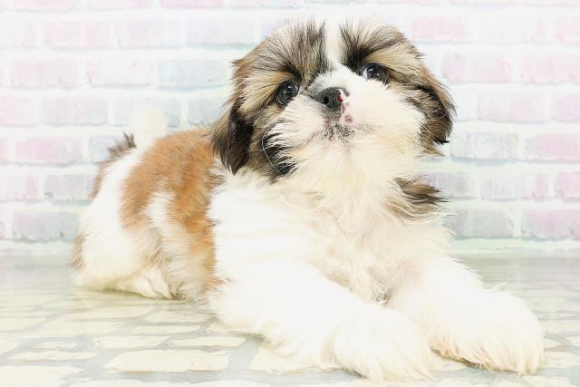東京都のシーズー (Coo&RIKU赤坂店/2026年8月11日生まれ/男の子/ホワイトゴールド)の子犬の3枚目の画像