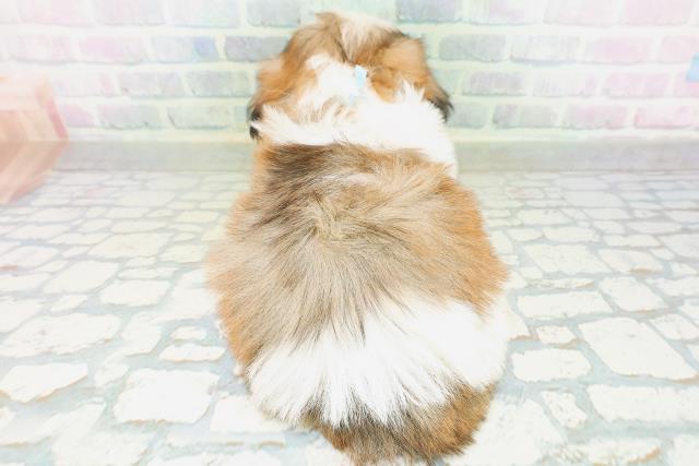 東京都のシーズー (Coo&RIKU赤坂店/2026年8月11日生まれ/男の子/ホワイトゴールド)の子犬の4枚目の画像