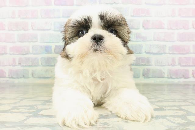 東京都のシーズー (Coo&RIKU新宿三丁目店/2026年8月11日生まれ/男の子/ホワイトゴールド)の子犬の1枚目の画像