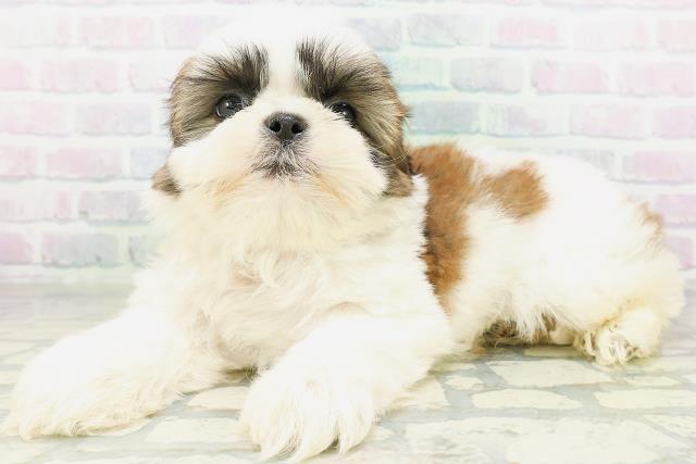 東京都のシーズー (Coo&RIKU新宿三丁目店/2026年8月11日生まれ/男の子/ホワイトゴールド)の子犬の2枚目の画像
