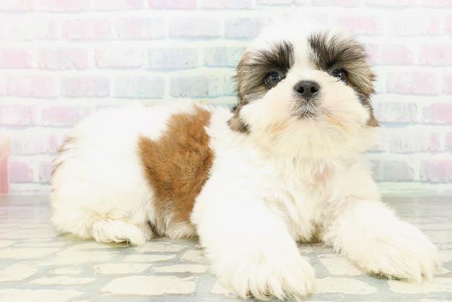 東京都のシーズー (Coo&RIKU新宿三丁目店/2026年8月11日生まれ/男の子/ホワイトゴールド)の子犬の3枚目の画像