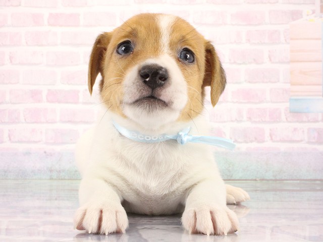 大阪府のジャックラッセルテリア (Coo&RIKU梅田店/2026年8月13日生まれ/男の子/タンホワイト)の子犬の1枚目の画像