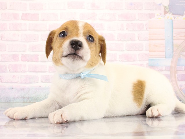 大阪府のジャックラッセルテリア (Coo&RIKU梅田店/2026年8月13日生まれ/男の子/タンホワイト)の子犬の3枚目の画像