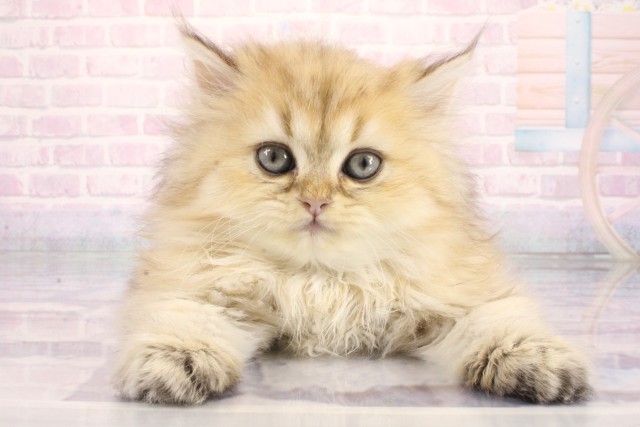 大阪府のペルシャ (Coo&RIKU心斎橋店/2026年8月12日生まれ/男の子/チンチラゴールデン)の子猫の1枚目の画像
