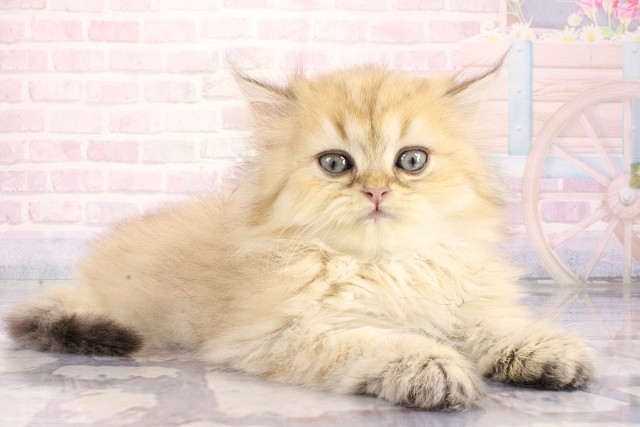 大阪府のペルシャ (Coo&RIKU心斎橋店/2026年8月12日生まれ/男の子/チンチラゴールデン)の子猫の2枚目の画像