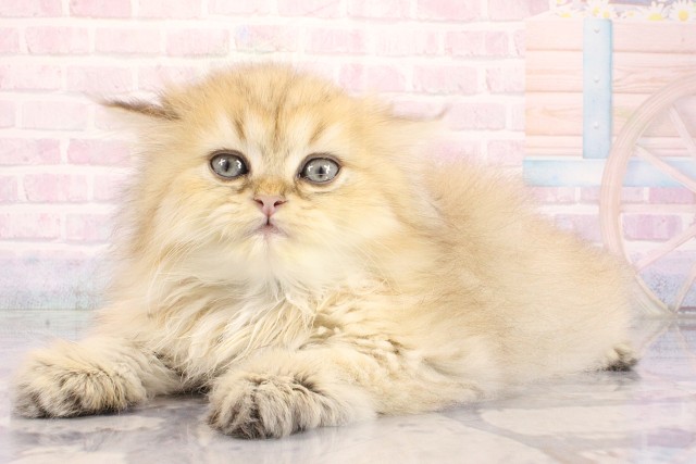 大阪府のペルシャ (Coo&RIKU心斎橋店/2026年8月12日生まれ/男の子/チンチラゴールデン)の子猫の3枚目の画像