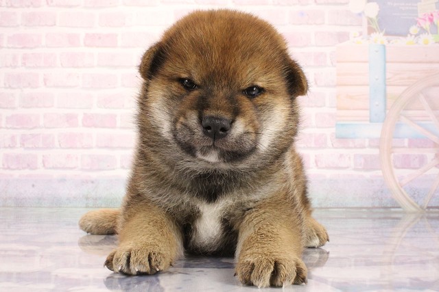 柴犬