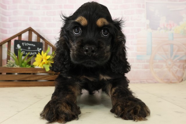 アメリカン・コッカースパニエル