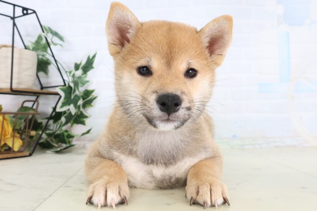柴犬