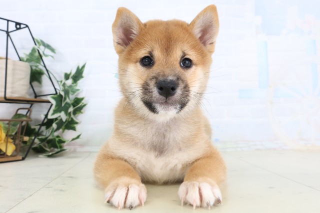 柴犬