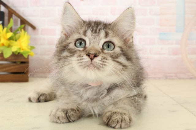 栃木県のサイベリアン (Coo&RIKUイオンタウン佐野店/2026年7月13日生まれ/女の子/ブラウンタビー)の子猫の1枚目の画像