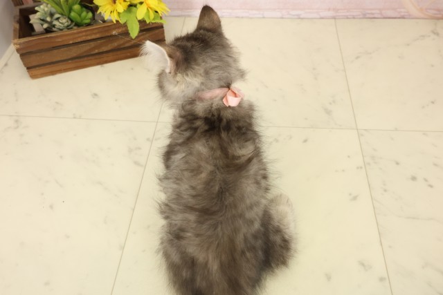 栃木県のサイベリアン (Coo&RIKUイオンタウン佐野店/2026年7月13日生まれ/女の子/ブラウンタビー)の子猫の4枚目の画像