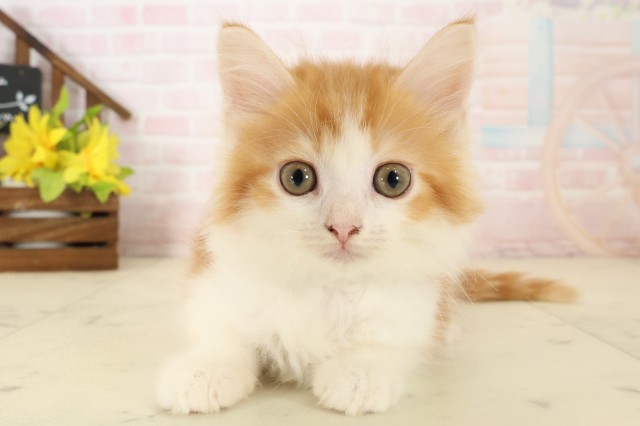 島根県のサイベリアン (Coo&RIKU出雲店/2026年8月11日生まれ/男の子/レッドタビーホワイト)の子猫の1枚目の画像