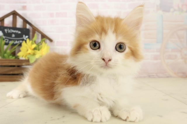 島根県のサイベリアン (Coo&RIKU出雲店/2026年8月11日生まれ/男の子/レッドタビーホワイト)の子猫の2枚目の画像