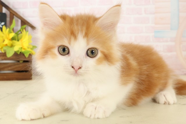 島根県のサイベリアン (Coo&RIKU出雲店/2026年8月11日生まれ/男の子/レッドタビーホワイト)の子猫の3枚目の画像
