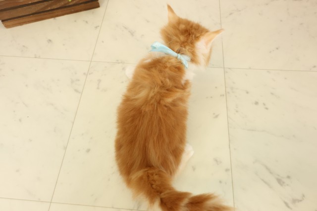 島根県のサイベリアン (Coo&RIKU出雲店/2026年8月11日生まれ/男の子/レッドタビーホワイト)の子猫の4枚目の画像