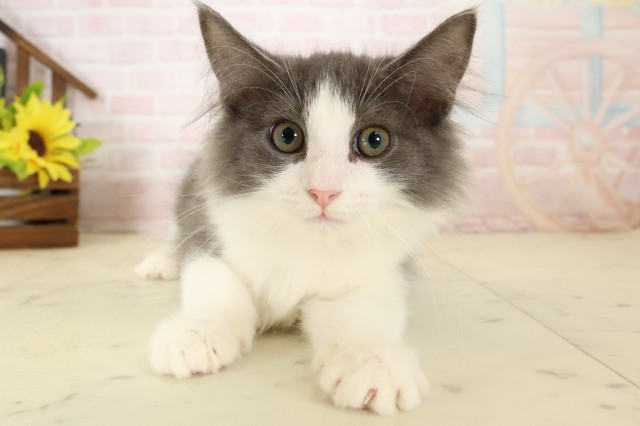 ノルウェージャン・フォレストキャット