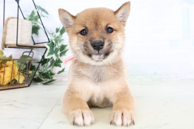 山口県の豆柴 (Coo&RIKUサンパークあじす店/2026年8月13日生まれ/女の子/赤)の子犬の1枚目の画像