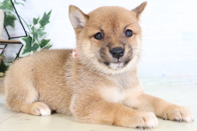 山口県の豆柴 (Coo&RIKUサンパークあじす店/2026年8月13日生まれ/女の子/赤)の子犬の2枚目の画像