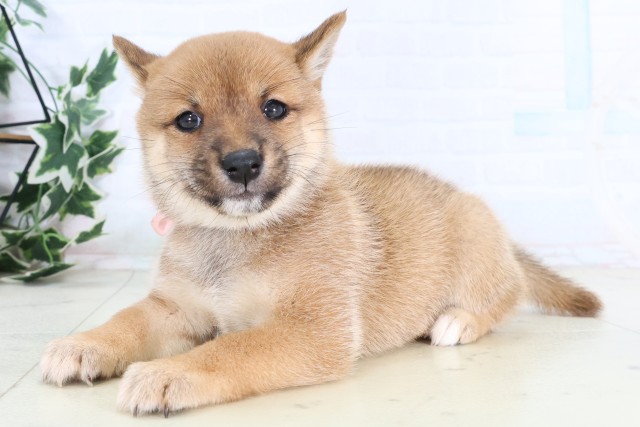 山口県の豆柴 (Coo&RIKUサンパークあじす店/2026年8月13日生まれ/女の子/赤)の子犬の3枚目の画像