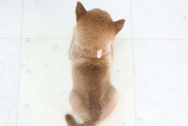山口県の豆柴 (Coo&RIKUサンパークあじす店/2026年8月13日生まれ/女の子/赤)の子犬の4枚目の画像