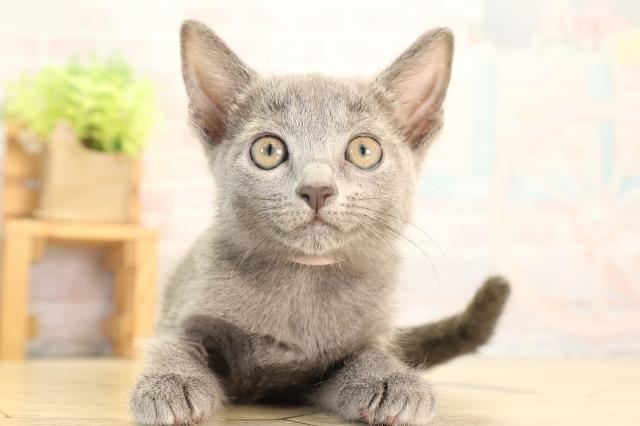 愛知県のロシアンブルー (Coo&RIKU名古屋中川店/2026年8月14日生まれ/女の子/ブルー)の子猫の1枚目の画像