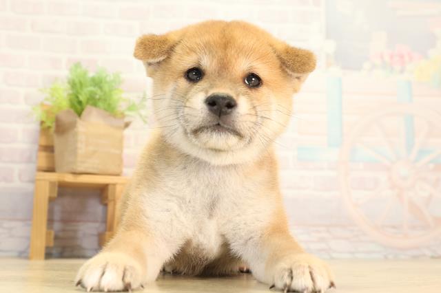 柴犬