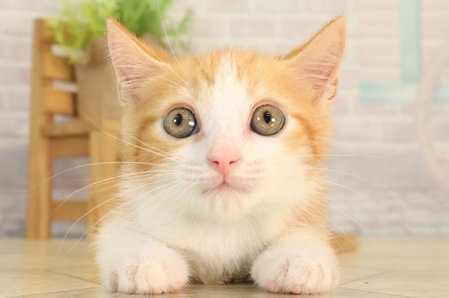 マンチカン(長足)