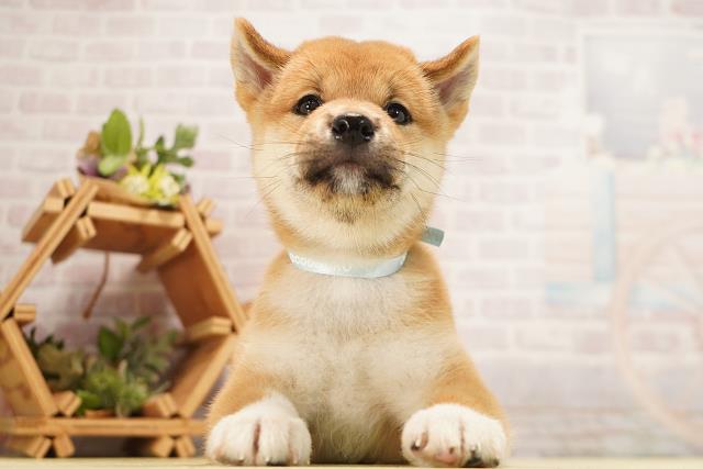 柴犬