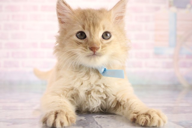 滋賀県のソマリ (Coo&RIKU東近江店/2026年8月15日生まれ/男の子/フォーン)の子猫の1枚目の画像