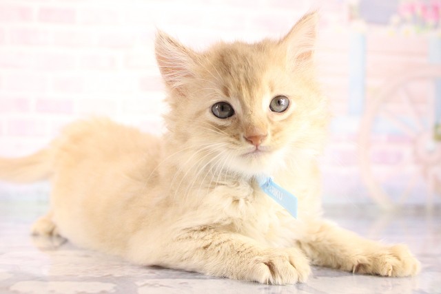 滋賀県のソマリ (Coo&RIKU東近江店/2026年8月15日生まれ/男の子/フォーン)の子猫の2枚目の画像