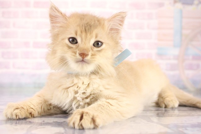 滋賀県のソマリ (Coo&RIKU東近江店/2026年8月15日生まれ/男の子/フォーン)の子猫の3枚目の画像