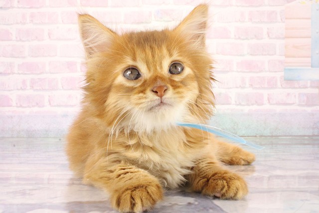 奈良県のソマリ (Coo&RIKU奈良新庄店/2026年8月15日生まれ/男の子/レッド)の子猫の1枚目の画像