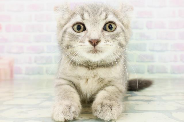石川県のキンカロー (Coo&RIKUイオン野々市南店/2026年8月12日生まれ/男の子/ブルータビー)の子猫の1枚目の画像