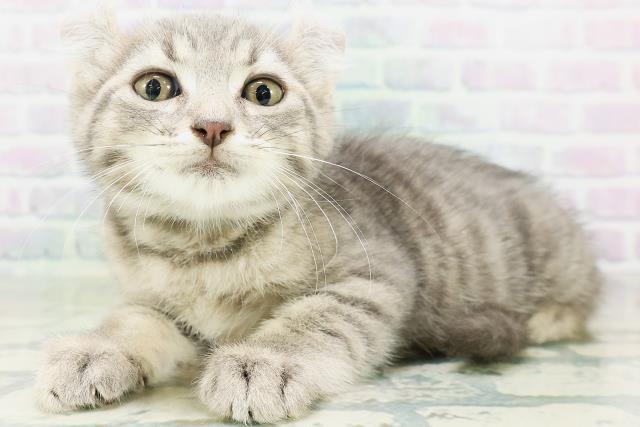 石川県のキンカロー (Coo&RIKUイオン野々市南店/2026年8月12日生まれ/男の子/ブルータビー)の子猫の2枚目の画像