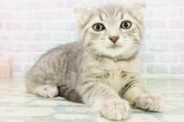 石川県のキンカロー (Coo&RIKUイオン野々市南店/2026年8月12日生まれ/男の子/ブルータビー)の子猫の3枚目の画像