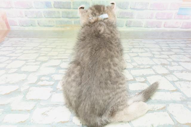 石川県のキンカロー (Coo&RIKUイオン野々市南店/2026年8月12日生まれ/男の子/ブルータビー)の子猫の4枚目の画像