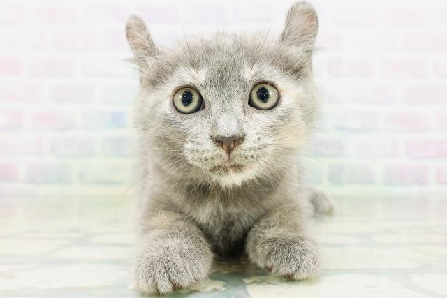 高知県のキンカロー (Coo&RIKU高知御座店/2026年8月12日生まれ/女の子/ブルークリーム)の子猫の1枚目の画像