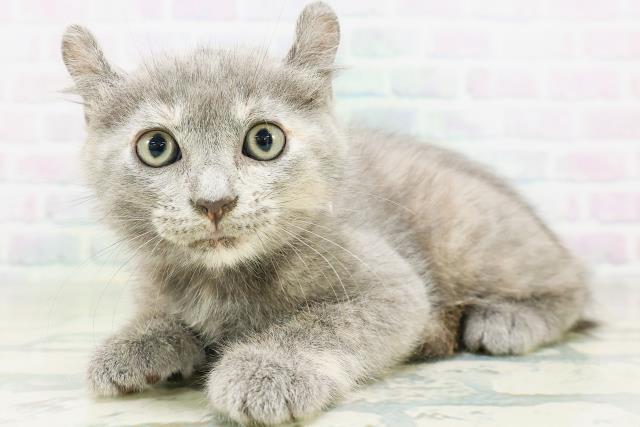 高知県のキンカロー (Coo&RIKU高知御座店/2026年8月12日生まれ/女の子/ブルークリーム)の子猫の2枚目の画像