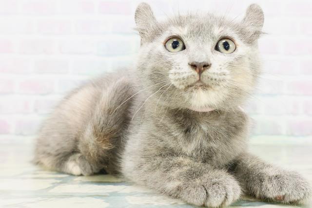 高知県のキンカロー (Coo&RIKU高知御座店/2026年8月12日生まれ/女の子/ブルークリーム)の子猫の3枚目の画像