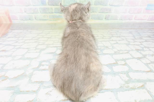 高知県のキンカロー (Coo&RIKU高知御座店/2026年8月12日生まれ/女の子/ブルークリーム)の子猫の4枚目の画像
